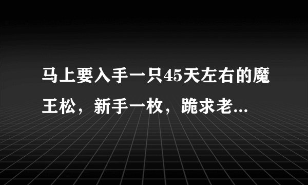 马上要入手一只45天左右的魔王松，新手一枚，跪求老司机传授驯养和饲养经验