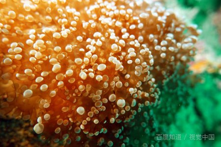 《海底两万里》中的主要事件