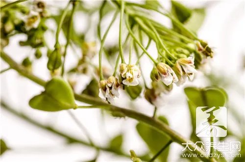 荠菜的功效与作用禁忌有哪些？