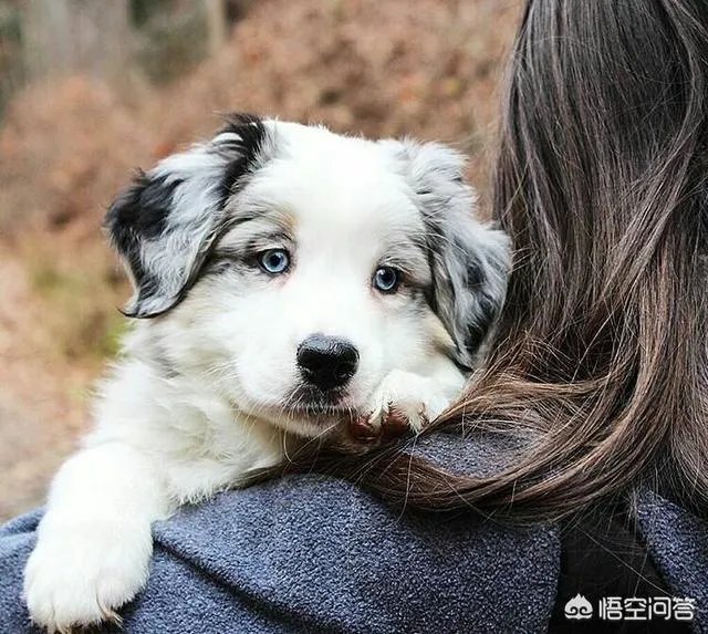 什么狗的耐力最强