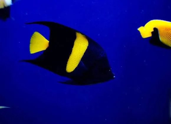 哪些观赏鱼可以自己在水族缸里繁殖呢?