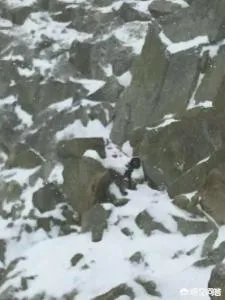 情侣违规攀登四姑娘山遇险,频频发生的”驴友冒险”行为你们怎么看?