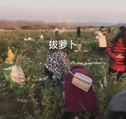 200亩萝卜被拔光什么情况 菜农的做法让人心疼