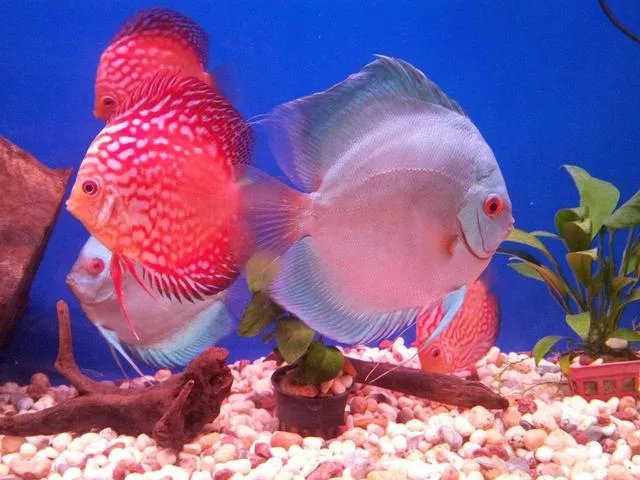 哪些观赏鱼可以自己在水族缸里繁殖呢?