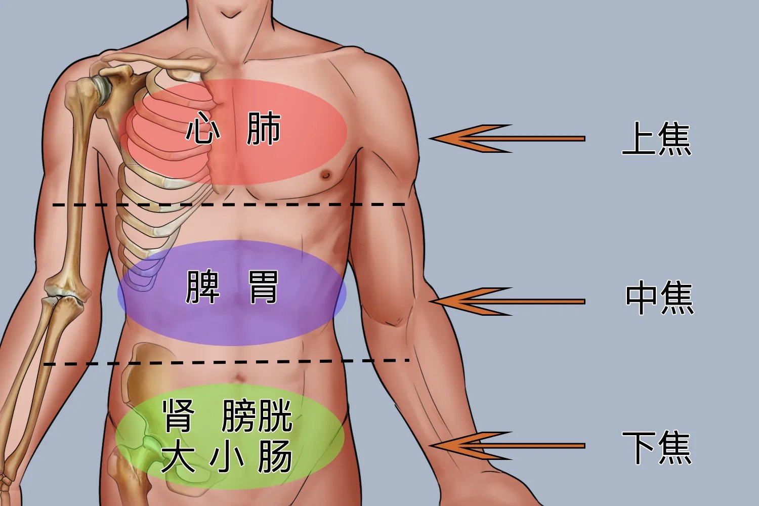 三焦位置图