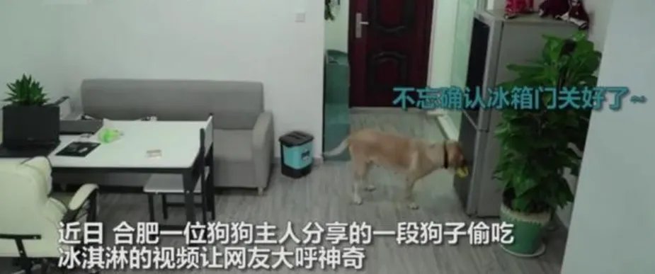 狗狗趁主人睡觉开冰箱偷吃雪糕，吃完之后它还做了什么？