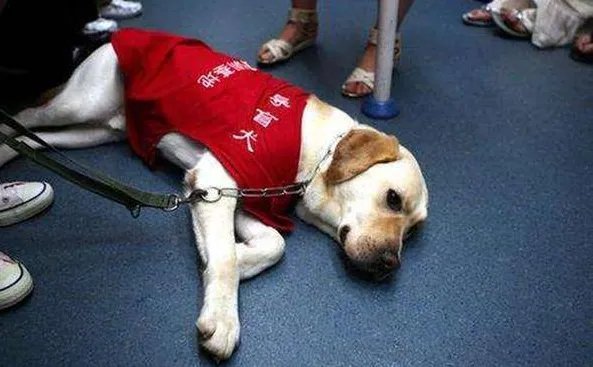 导盲犬退役紧贴主人不肯离开,最终结果是啥样?