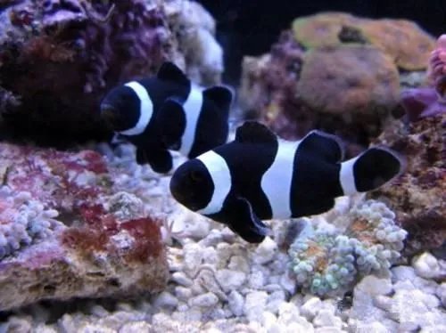 哪些观赏鱼可以自己在水族缸里繁殖呢?
