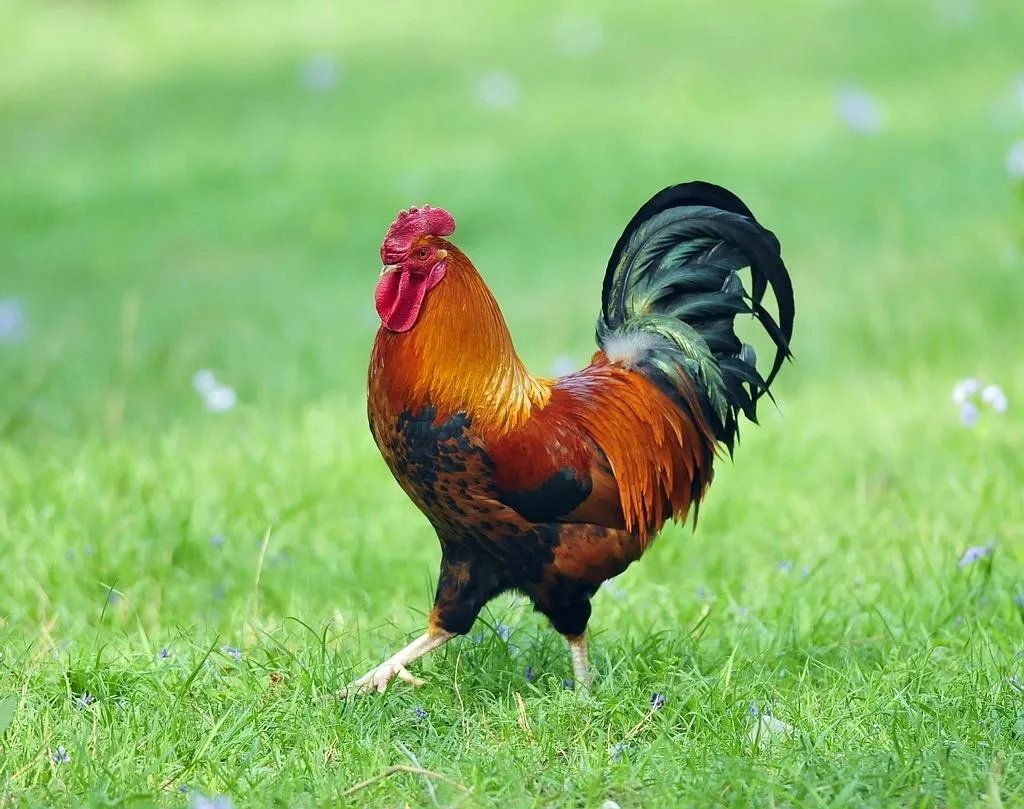4只黑狗围攻1只大鹅结果被翻盘,小时候去农村你最害怕什么生物?