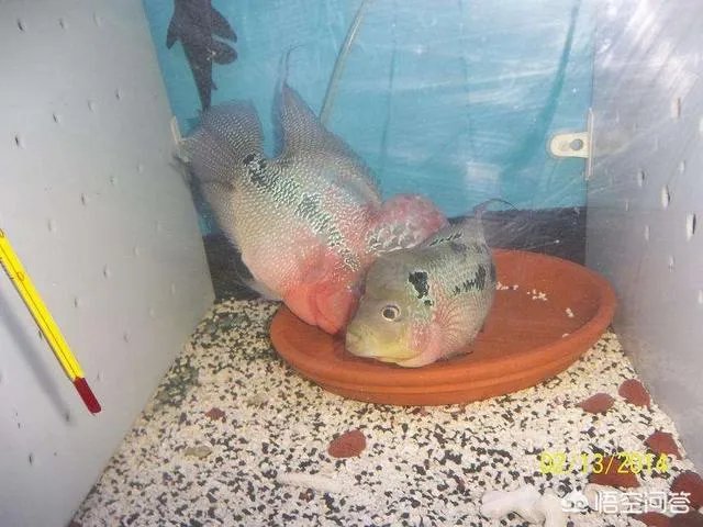 哪些观赏鱼可以自己在水族缸里繁殖呢?