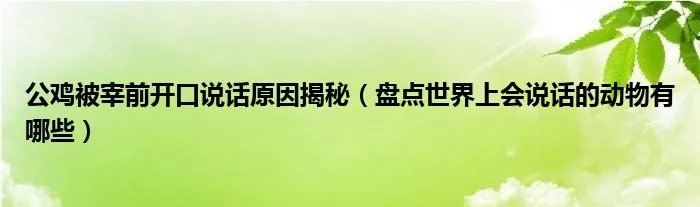 公鸡被宰前开口说话原因揭秘（盘点世界上会说话的动物有哪些）
