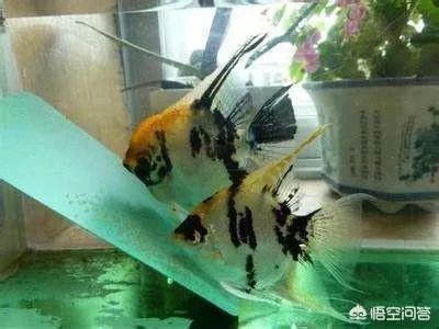 哪些观赏鱼可以自己在水族缸里繁殖呢?