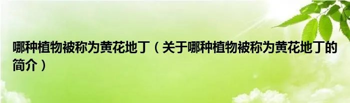 哪种植物被称为黄花地丁（关于哪种植物被称为黄花地丁的简介）