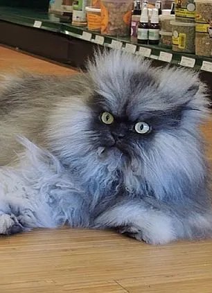 愤怒猫的介绍