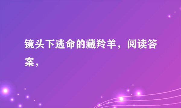 镜头下逃命的藏羚羊，阅读答案，