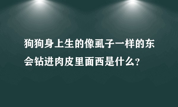 狗狗身上生的像虱子一样的东会钻进肉皮里面西是什么？
