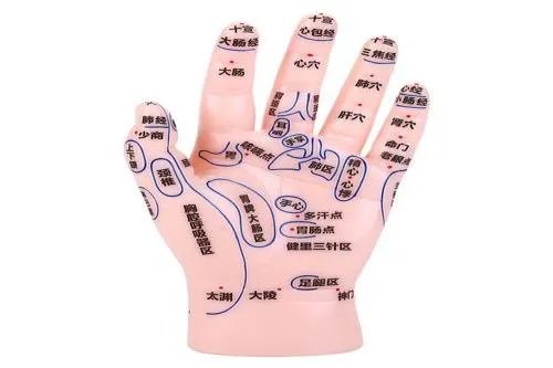 手掌反射区高精度图