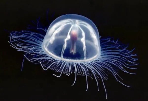 世界十大不可思议的生物 第三名可以永生不死,第二外形怪异