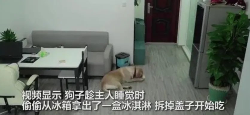狗狗趁主人睡觉开冰箱偷吃雪糕，吃完之后它还做了什么？