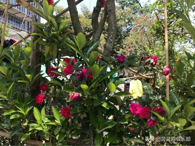 成都市郫都区三道堰小产权房可以买吗?
