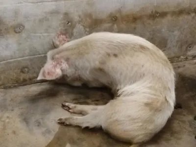 兽医称“猪坚强”已入弥留，它的存在给我们带来了什么精神？
