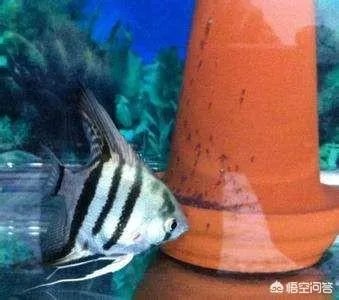 哪些观赏鱼可以自己在水族缸里繁殖呢?