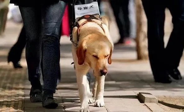 导盲犬退役紧贴主人不肯离开,最终结果是啥样?