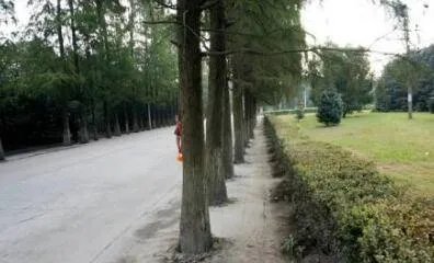 路边树木安呼吸道有什么危害?