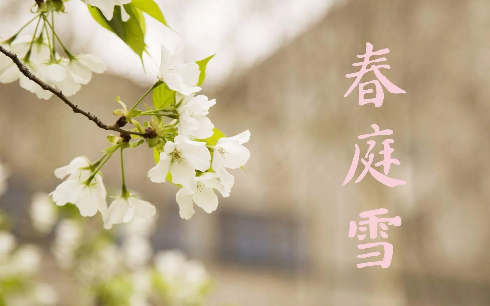春庭雪解析
