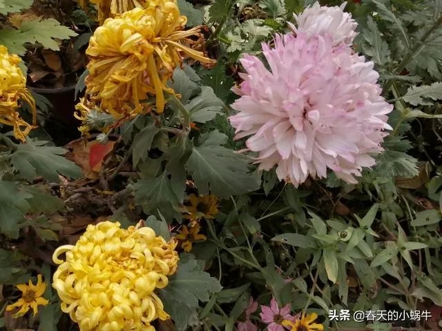 带着梦想去旅游,你想和谁一起?