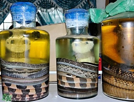 毒蛇泡在酒里为什么不死?毒蛇泡酒不死是什么原因?