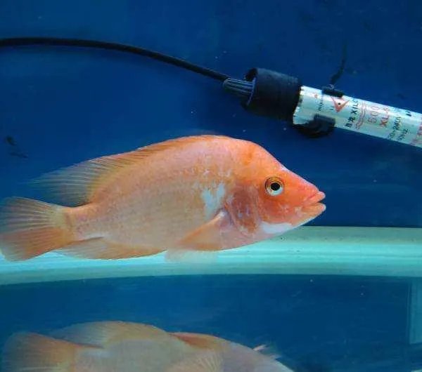 哪些观赏鱼可以自己在水族缸里繁殖呢?