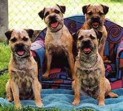 英国富翁重金悬赏 成功帮助小朋友寻回爱犬