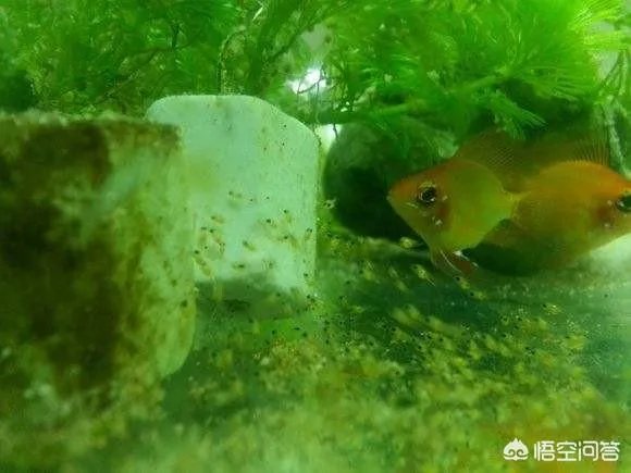 哪些观赏鱼可以自己在水族缸里繁殖呢?