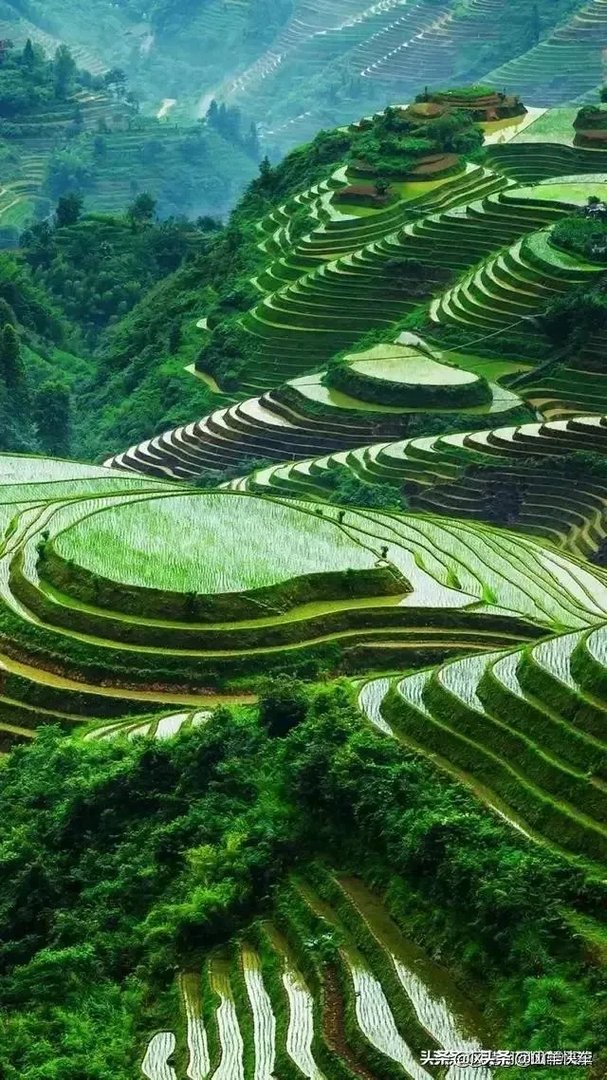 莲花清瘟胶囊获多国上市许可,中药终于扬眉吐气,你作何评价?