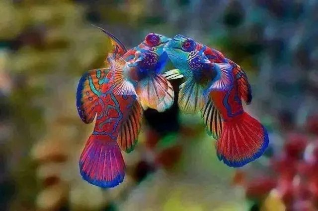 哪些观赏鱼可以自己在水族缸里繁殖呢?