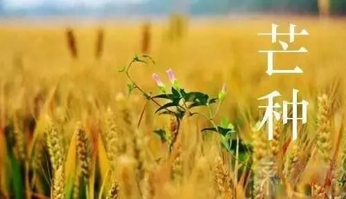 芒种代表的寓意