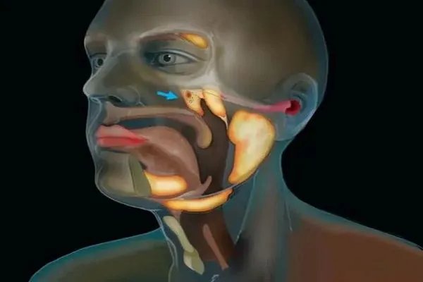 科学家在人体内发现未知新器官，为何说或许是癌症患者的福音？