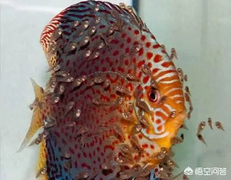 哪些观赏鱼可以自己在水族缸里繁殖呢?