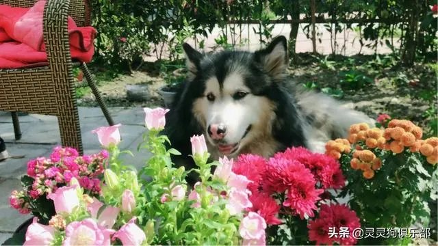 成都市郫都区三道堰小产权房可以买吗?