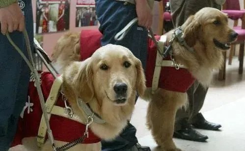 导盲犬退役紧贴主人不肯离开,最终结果是啥样?