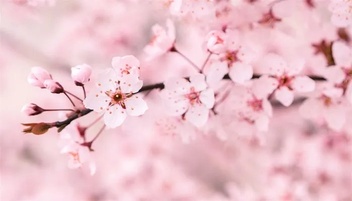 樱花唯美句子简短