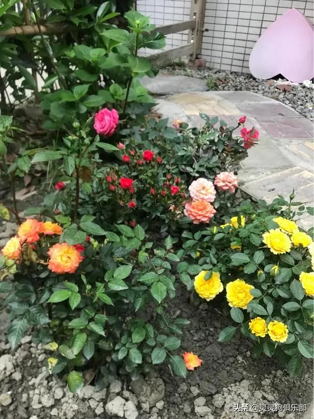 成都市郫都区三道堰小产权房可以买吗?