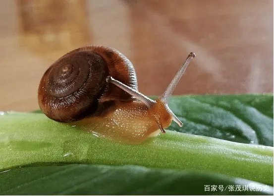 为什么蜗牛不能碰到盐,碰到了盐就会死吗?