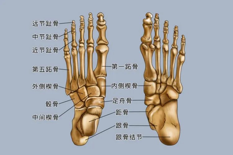 足的解剖图及名称