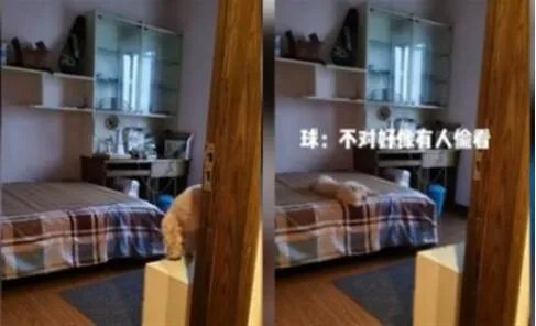狗狗铺凉席关灯睡觉 详情画面曝光简直是成精了!