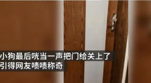 狗狗铺凉席关灯睡觉 详情画面曝光简直是成精了!