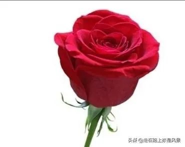 你认为世界上最漂亮的人是谁?为什么?