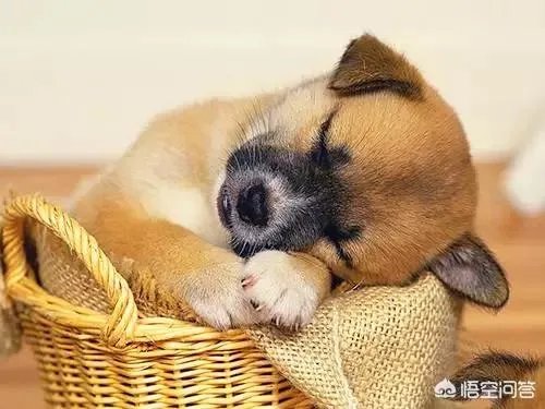 给宠物狗办证需要什么流程?有必要吗?