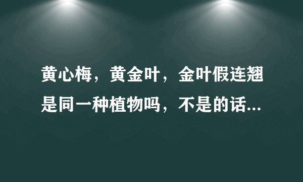 黄心梅,黄金叶,金叶假连翘是同一种植物吗,不是的话有什么区别